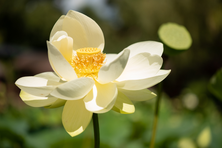 Een open witte lotus met een vage groene achtergrond met een zaaddoos van de lotus. Copyright Freya Fotografie